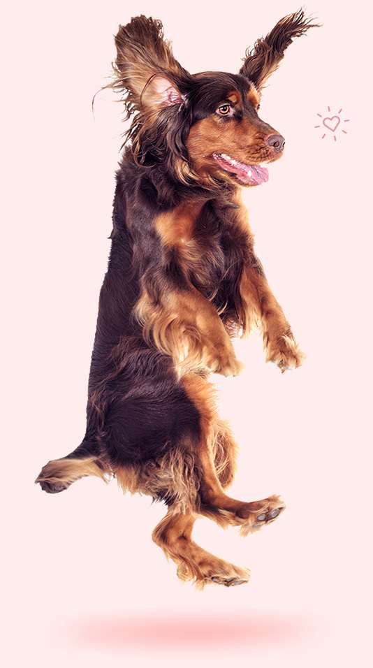 Fluffy dog